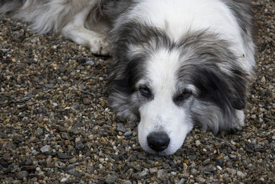 Close-up portrait of a dog