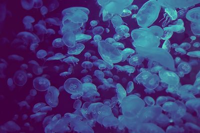 Close-up of jellyfish in sea