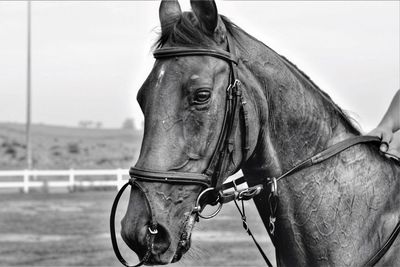 Horse in ranch against sky