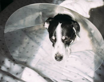 Sick labrador dog with elizabethan collar cone after surgical intervention lying in bed