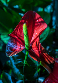 Close-up of red rose flower