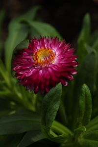 Close-up of pink flowers