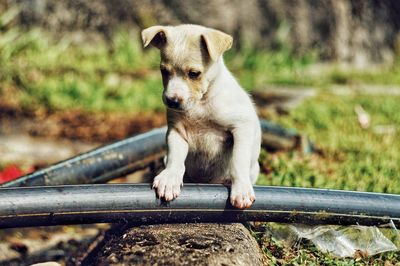 Dog looking away while standing on railing