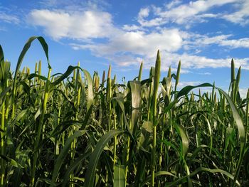 Close-up of crops growing on field against sky