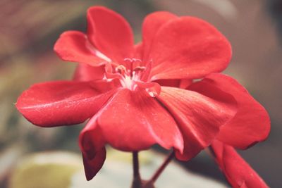 Close-up of pink flower