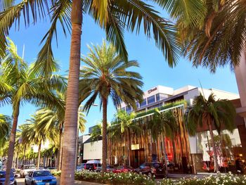 Palm trees against building