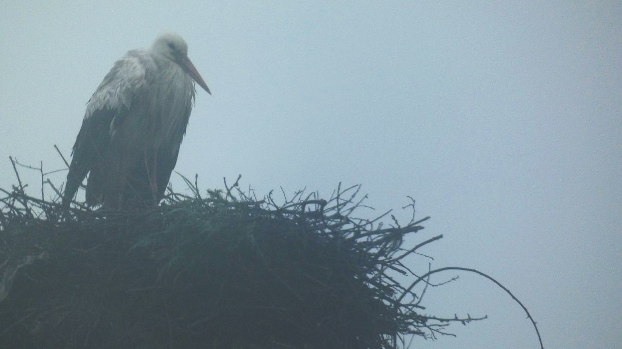 LOW ANGLE VIEW OF BIRD PERCHING ON A TREE