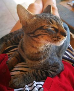 Close-up of cat at home