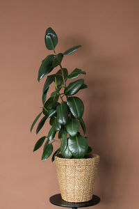 There is a beautiful ficus tree in a wicker flowerpot against a brown wall. stylish modern interior. 