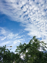 Low angle view of trees against sky