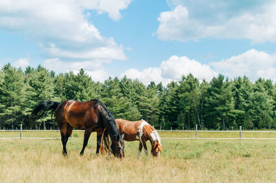 Horses standing in ranch against sky