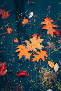 High angle view of maple leaves floating on lake