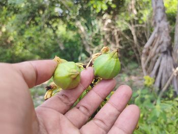 Cropped image of hand holding fruit