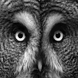 Close-up portrait of owl