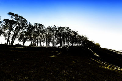 Trees against clear blue sky