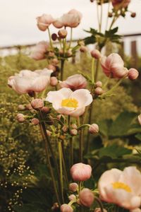 Close-up of pink flowering plant