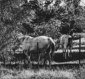 Horses grazing on field