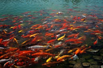 The beauty of koi fish in the clear lake