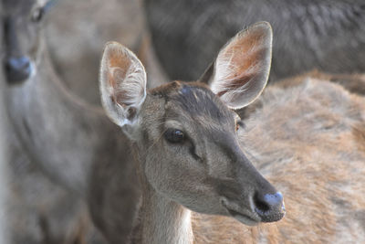 Close-up of deer