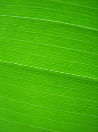 Macro shot of green leaf