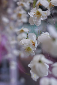Close-up of white flowers on branch