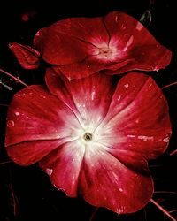 Close-up of wet red flower