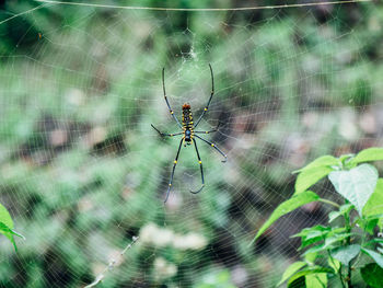 Close-up of spider and web against blurred background