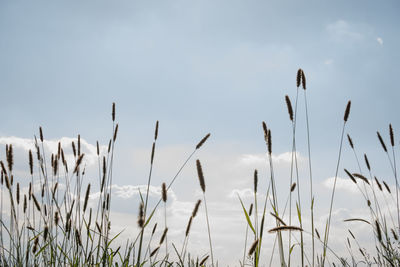 Low angle view of stalks in field against sky