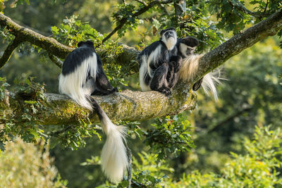 Monkeys sitting on tree in forest