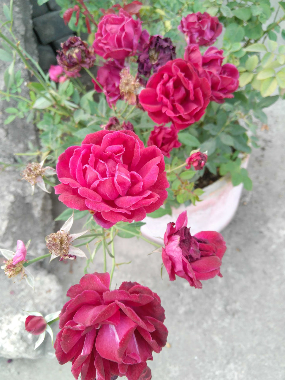 HIGH ANGLE VIEW OF PINK ROSES