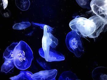 Close-up of jellyfish against black background