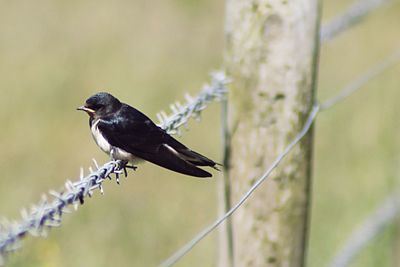 Close-up of bird perching on branch