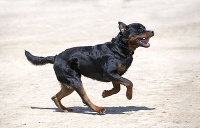 Dogs running on beach