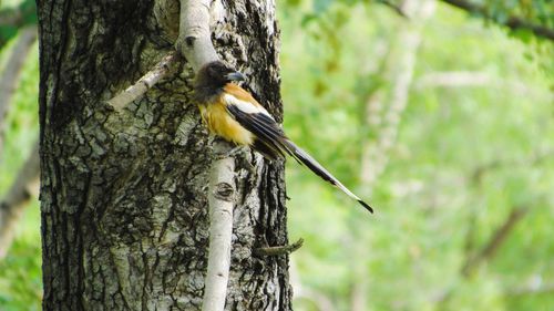 Close-up of bird perching on tree trunk