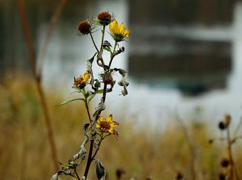 Close-up of wilted plant