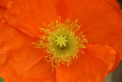 Close-up of orange flower