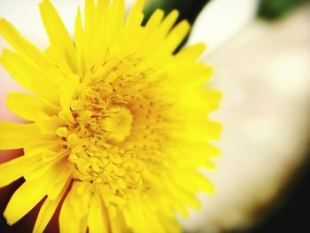 Macro shot of yellow flower