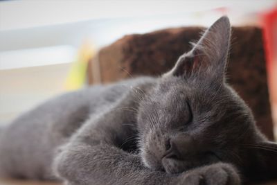 Close-up of cat sleeping