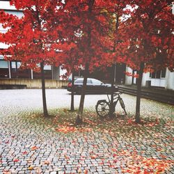 Autumn leaves on road