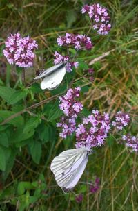 Close-up of butterfly perching on flower