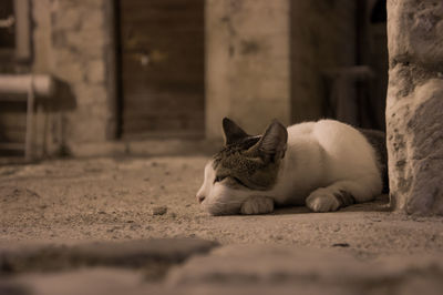 Cat sleeping in old-town