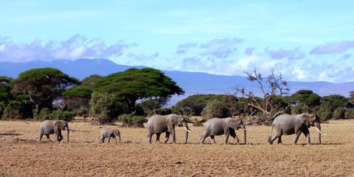 View of elephants walking on landscape