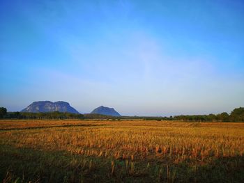 Scenic view of field against clear blue sky