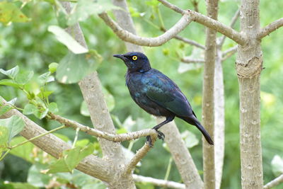 Close-up of bird perching on tree