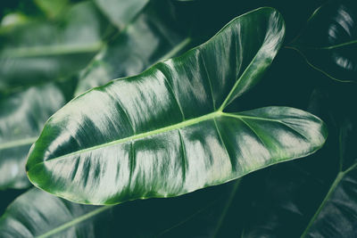 Close-up of green leaves