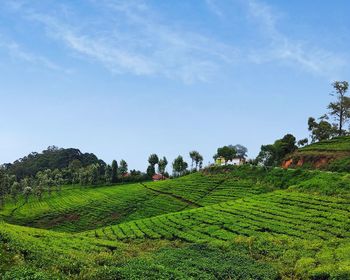 Scenic view of agricultural field against sky