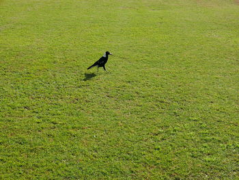 High angle view of bird on field