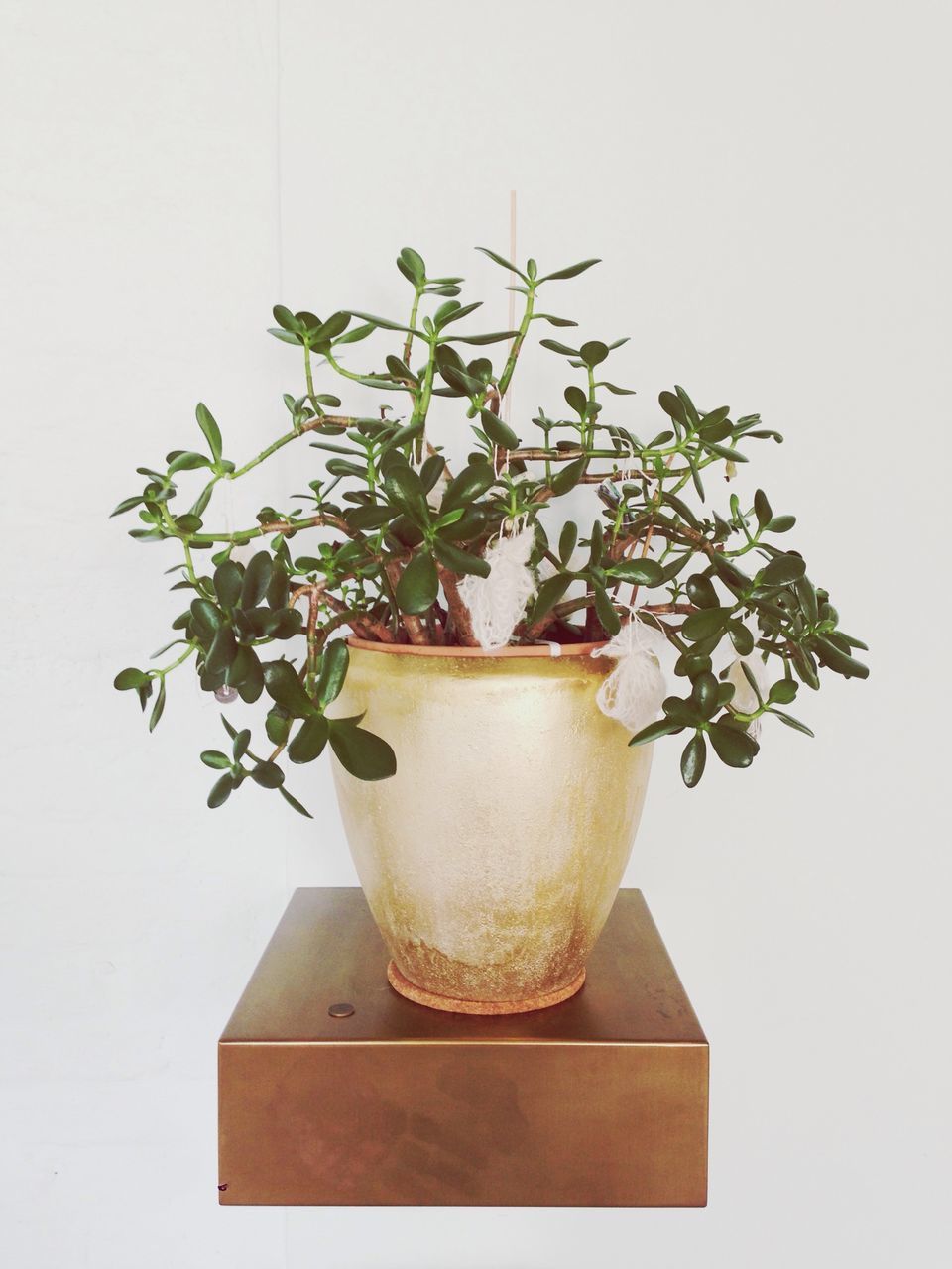 freshness, flower, growth, vase, potted plant, leaf, table, plant, indoors, close-up, copy space, wall - building feature, still life, fragility, no people, studio shot, flower pot, nature, decoration, food and drink