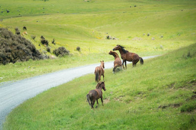 Horses in a field