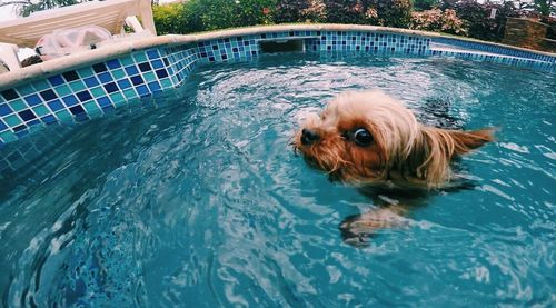 Portrait of dog in water